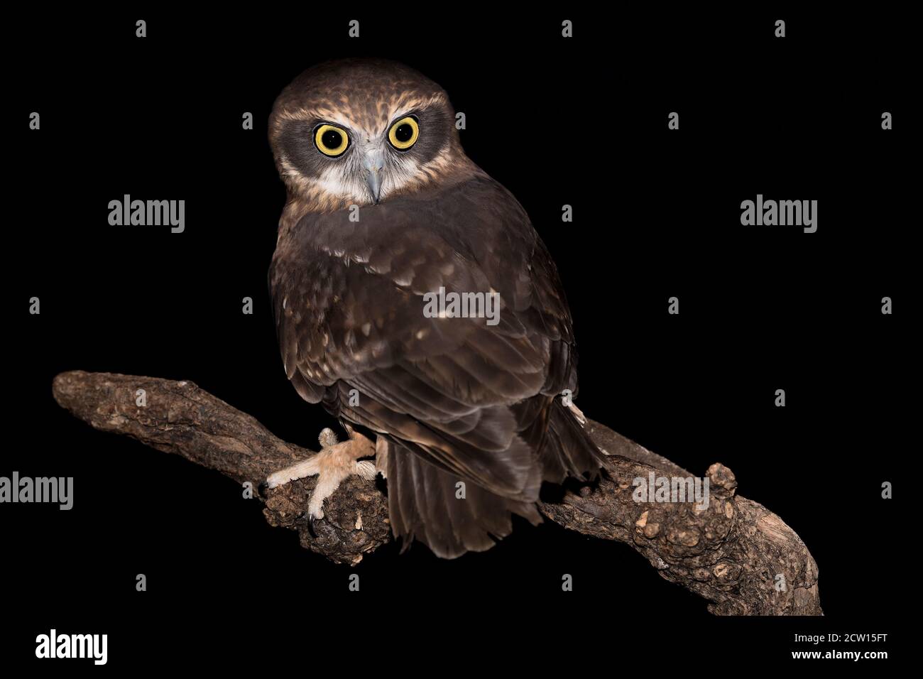 Das Morepork im Dunkeln (Ninox novaeseelandiae) Stockfoto