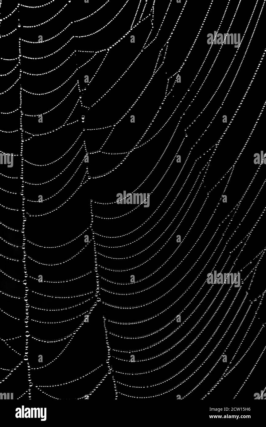 Spinnennetz mit Tau, Kunstfotografie Stockfoto