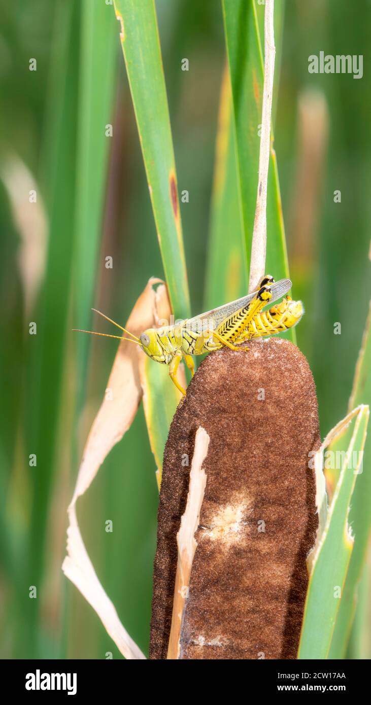 Eine grüne Differentialgrasschrecke (Melanoplus differentialis) Auf der Spitze einer Cattail im Norden Colorados gelegen Stockfoto
