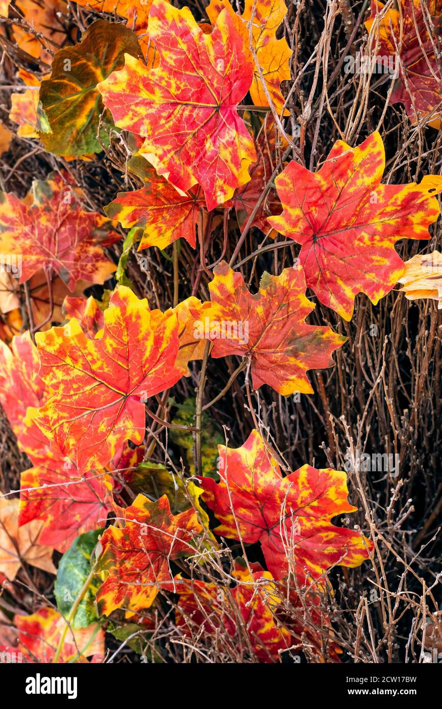 Textur von roten und gelben Ahornblättern, Herbstsaison. Ein Wasserzaun mit Herbstblatt im Park. Holzwand im Freien, Rahmen. Ornament, Dekoration Stockfoto