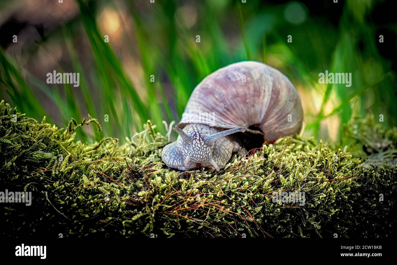 Eine schöne Schnecke klettert das Gras im Garten, das beste Foto Stockfoto
