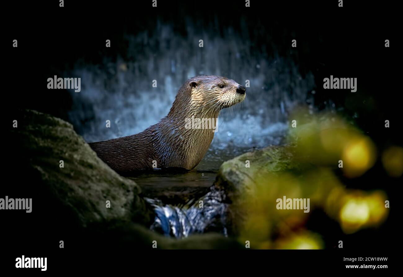 Sehr schöner Otter im Wasser unter einem Wasserfall, das beste Foto Stockfoto