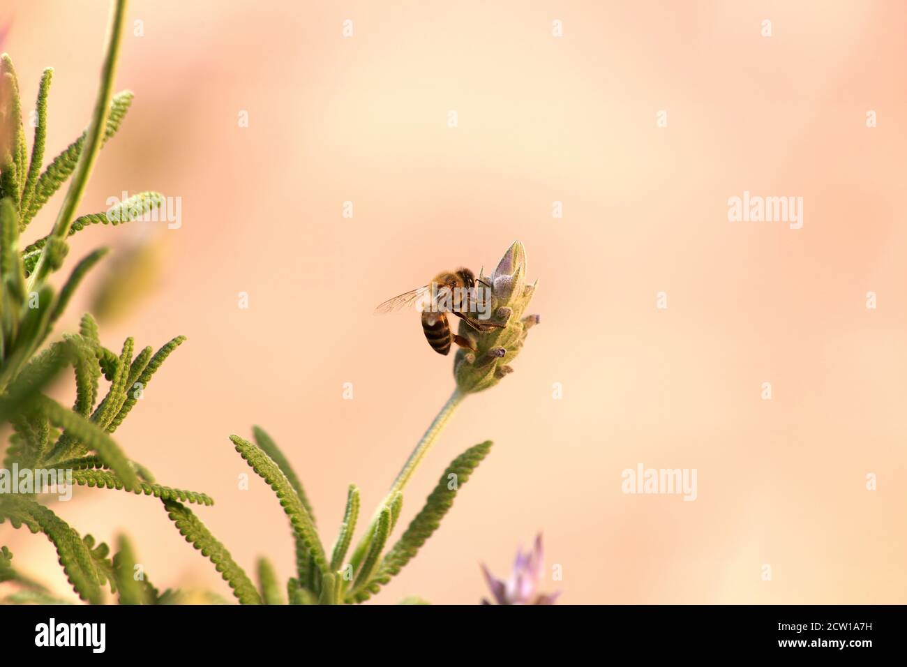 Biene thront auf einer Lavendelblüte Stockfoto