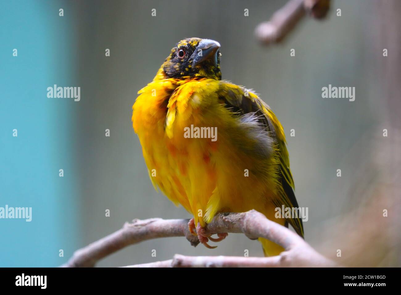 Verschnaufte Dorfweber, ploceus cucullatus auf einem Ast bleibend Stockfoto