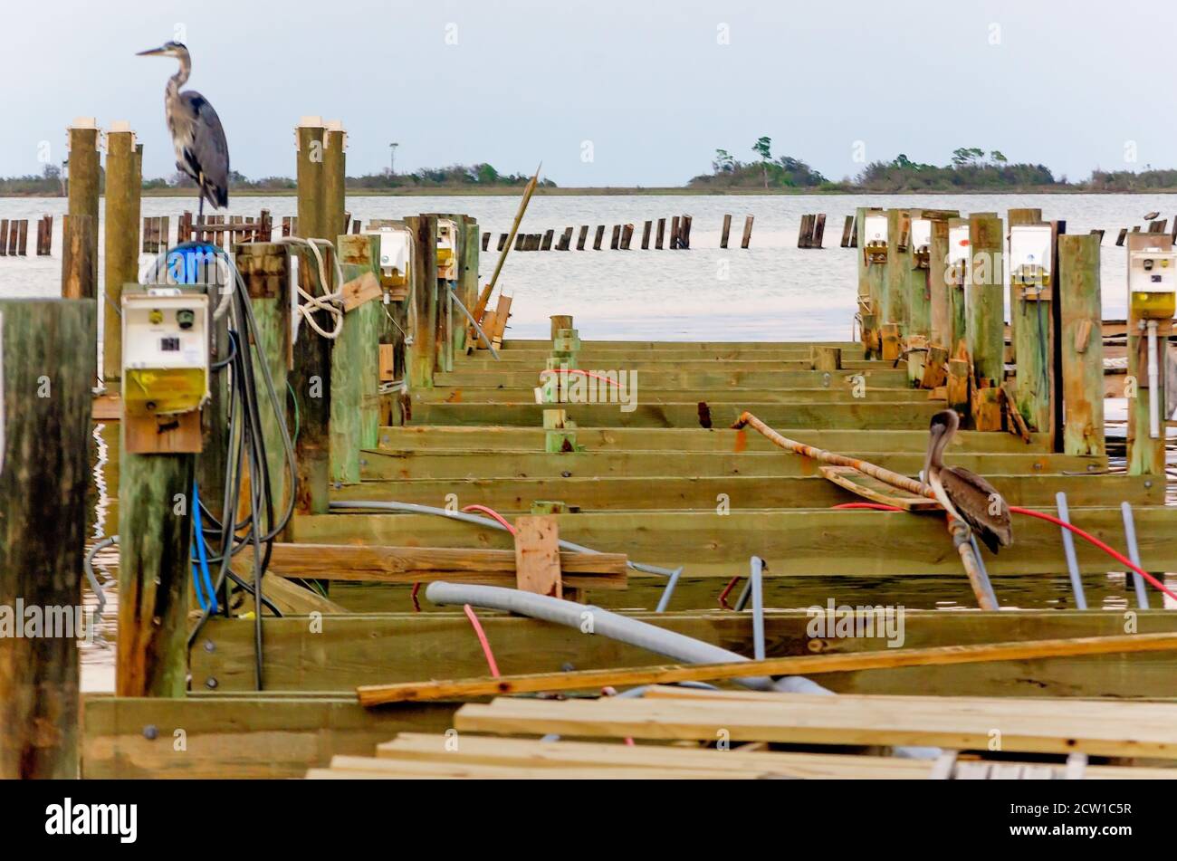 Ein großer Blaureiher und ein brauner Pelikan stehen unter den Trümmern der Dauphin Island Marina nach Hurrikan Sally in Dauphin Island, Alabama. Stockfoto