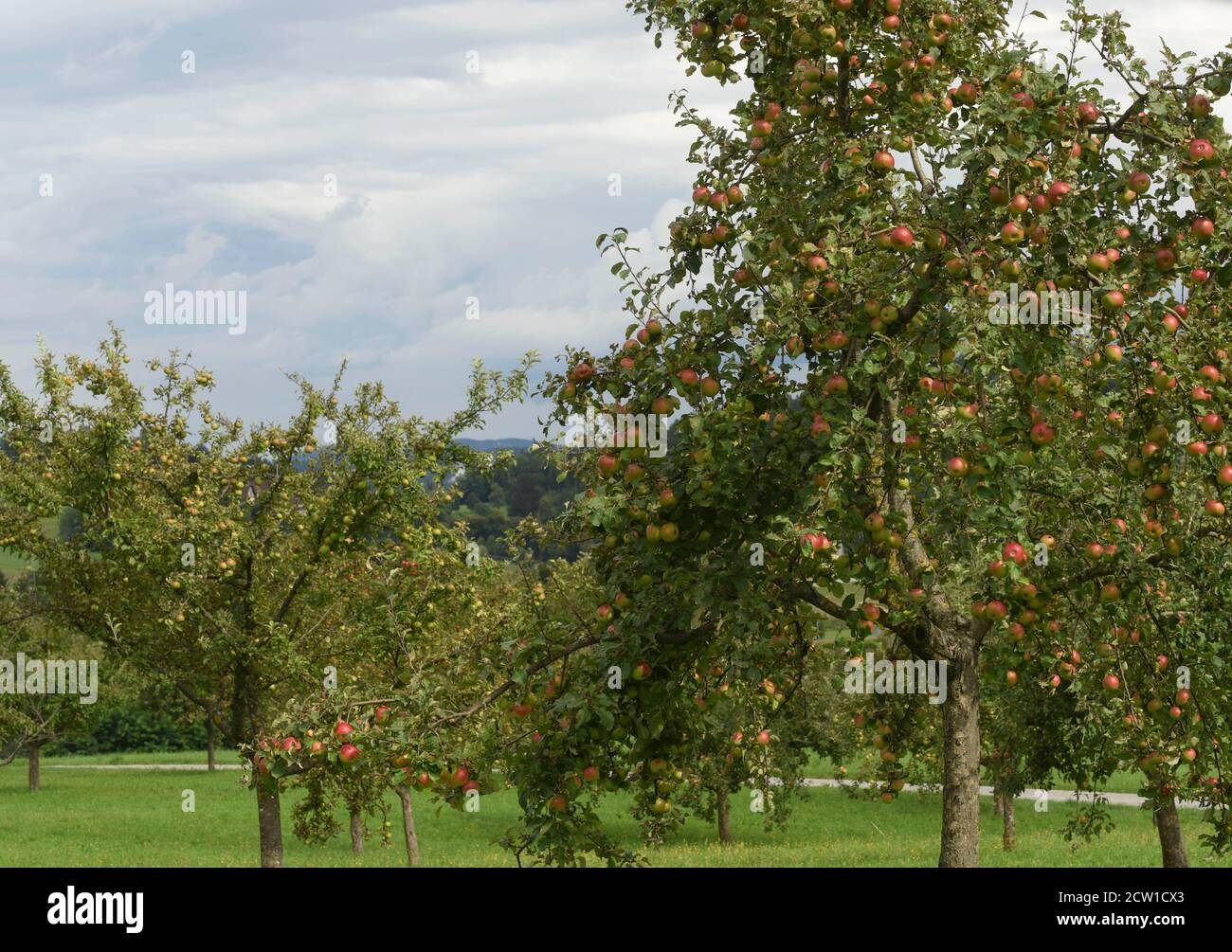 apfelbaum mit frischen Früchten hängen, gesunde und natürliche Nahrung Stockfoto