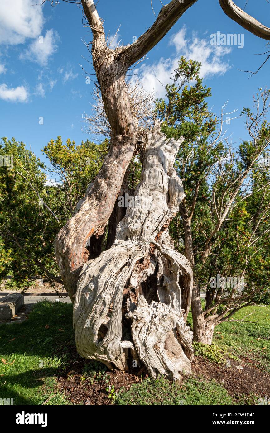 Die Aldworth Yew, ein alter Baum, der mehr als tausend Jahre alt ist, auf dem Kirchhof von St Marys Church, Aldworth, Berkshire, Großbritannien Stockfoto