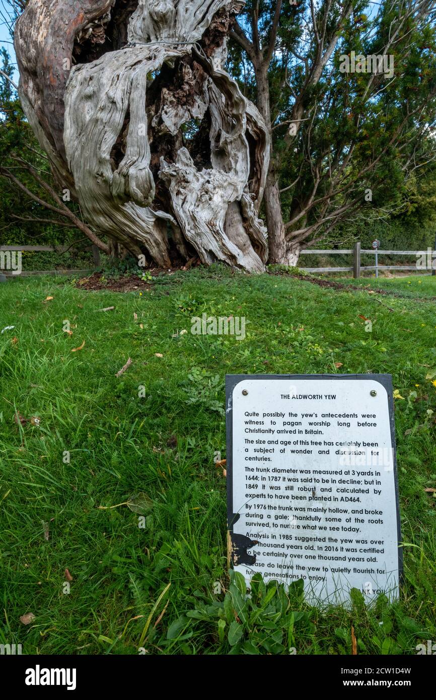 Die Aldworth Yew, ein alter Baum, der mehr als tausend Jahre alt ist, auf dem Kirchhof von St Marys Church, Aldworth, Berkshire, Großbritannien Stockfoto