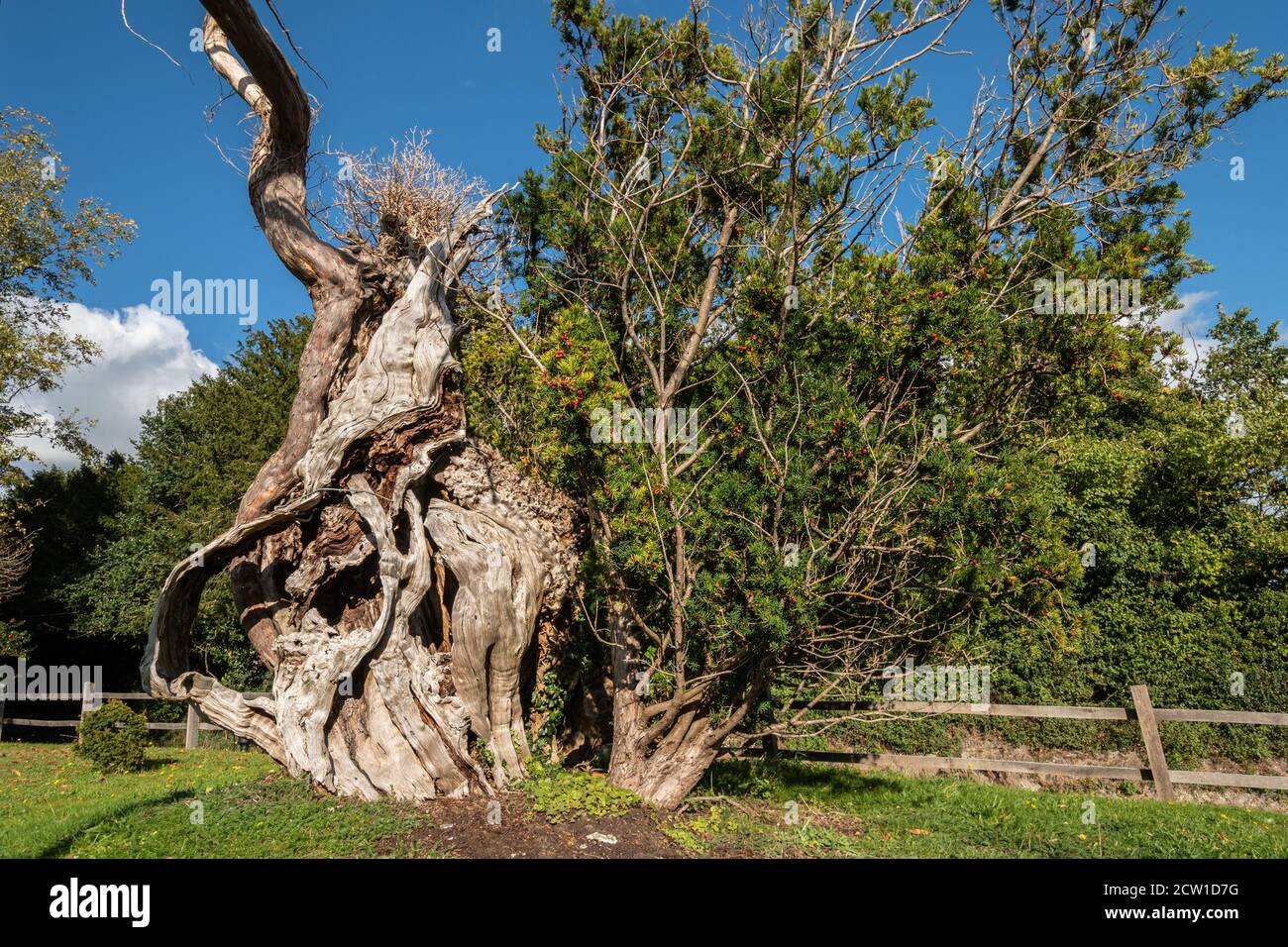 Die Aldworth Yew, ein alter Baum, der mehr als tausend Jahre alt ist, auf dem Kirchhof von St Marys Church, Aldworth, Berkshire, Großbritannien Stockfoto