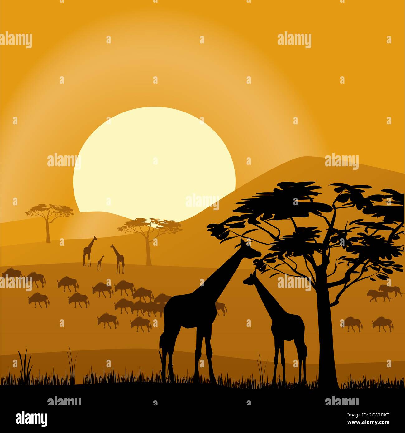 Afrikanische Giraffen in freier Wildbahn. Wunderschönes Afrika Stockfoto