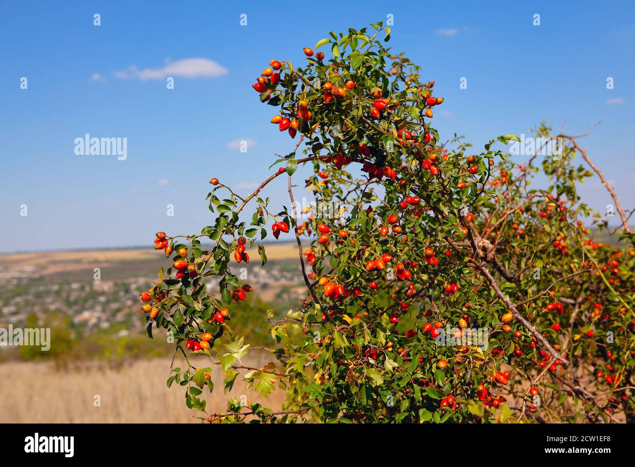 Eglantine Beere im Herbst. Hund Rosenstrauch im november Stockfoto