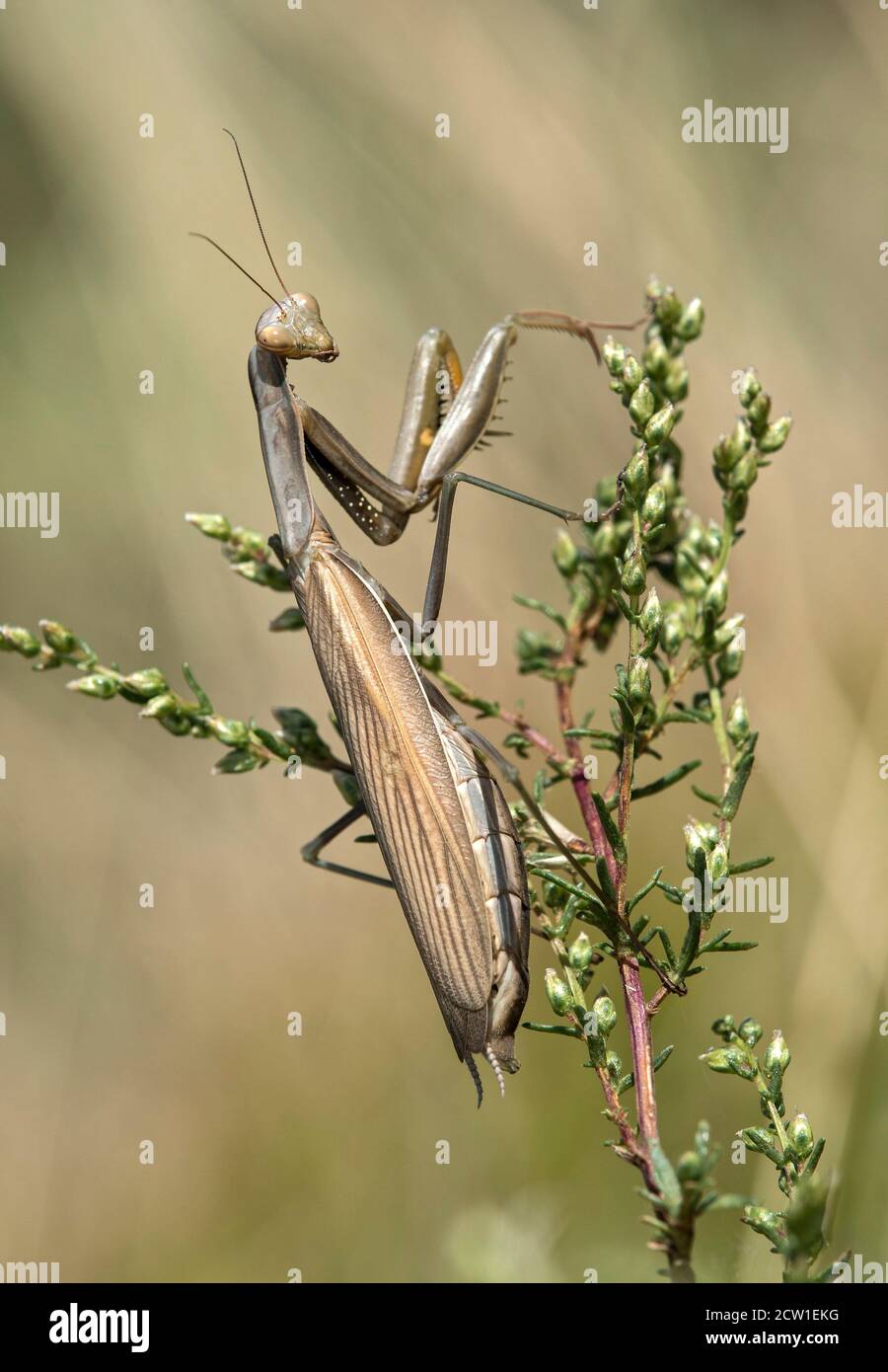 Europäische Gottesanbeterin (Mantis religiosa), braunes Weibchen, Familie Mantidae, Wallis, Schweiz Stockfoto