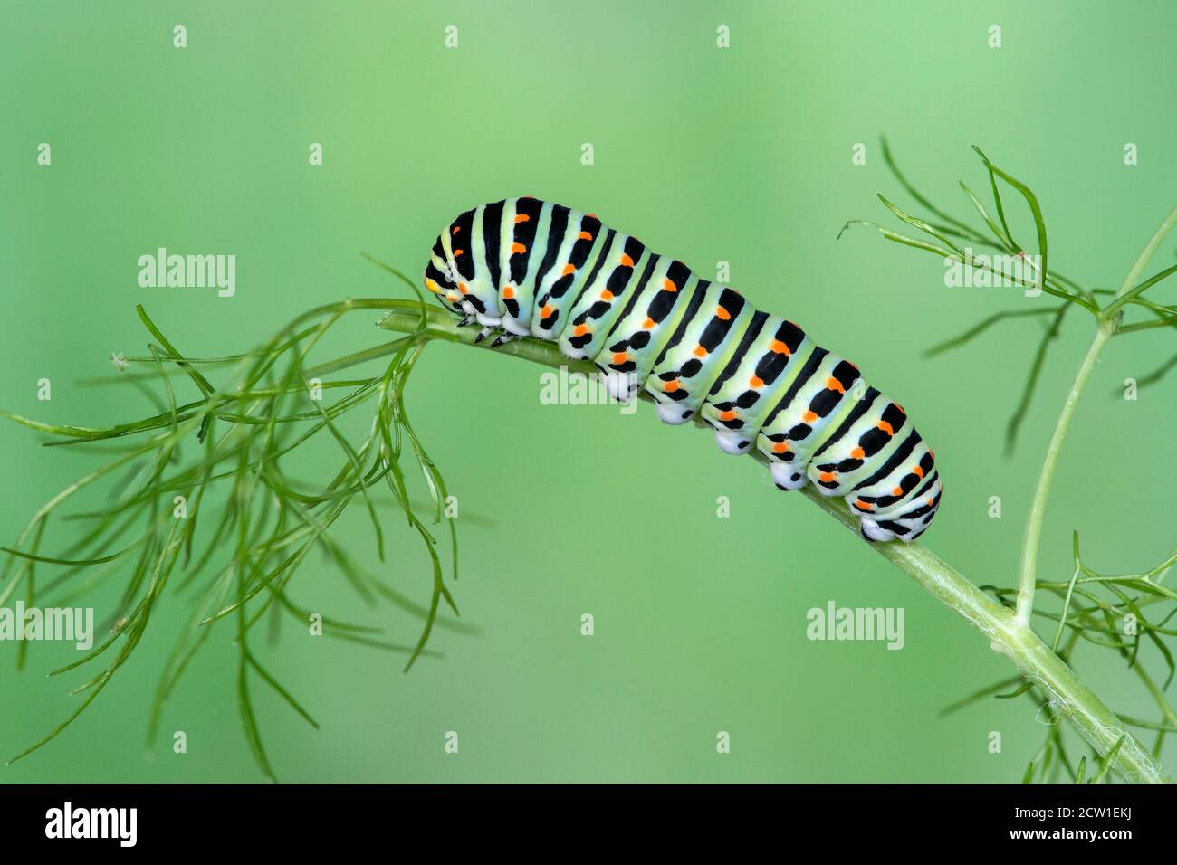Larve des Altweltschwalbenschmetterlings (Papilio machaon), der sich auf Fenchel (Foeniculum vulgare) ernährt, Schweiz Stockfoto