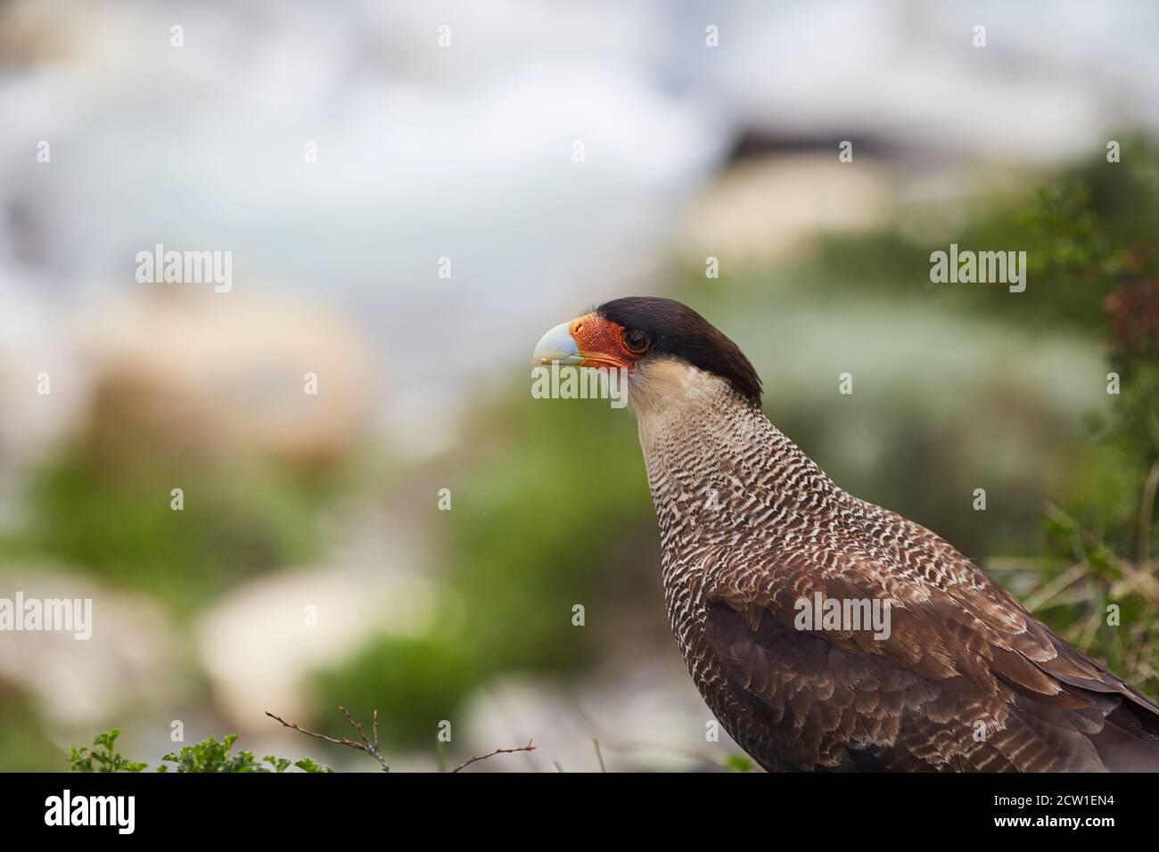 Caracara Greifvogel in patagonien chile Stockfoto