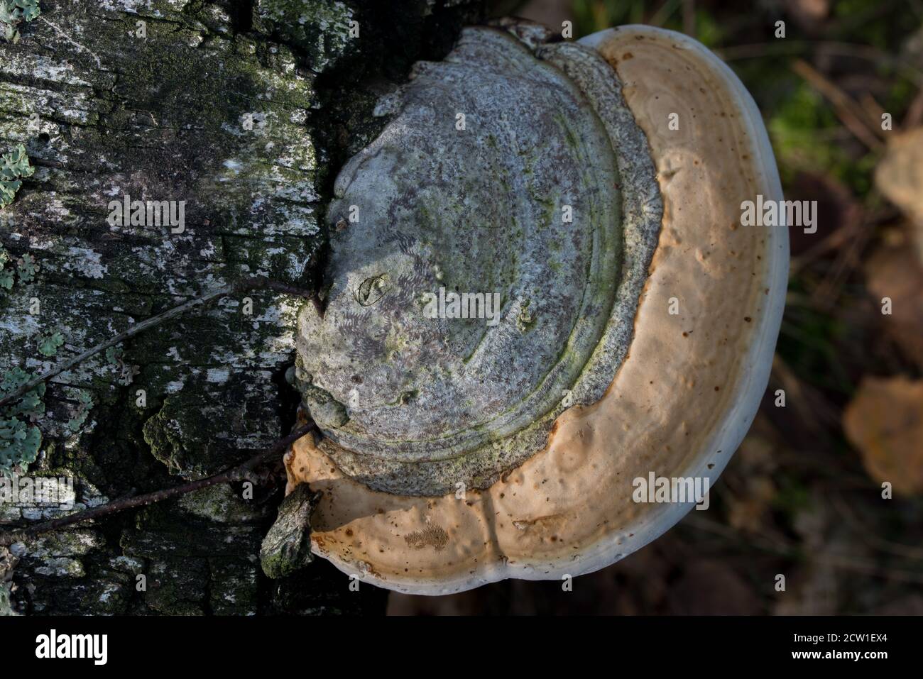 Fomitopsis pinicola, roter Gürtel Conk auf Baumstamm Nahaufnahme selektiver Fokus Stockfoto