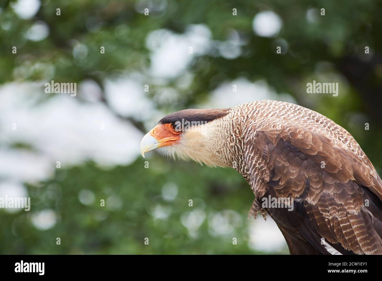Caracara Greifvogel in patagonien chile Stockfoto