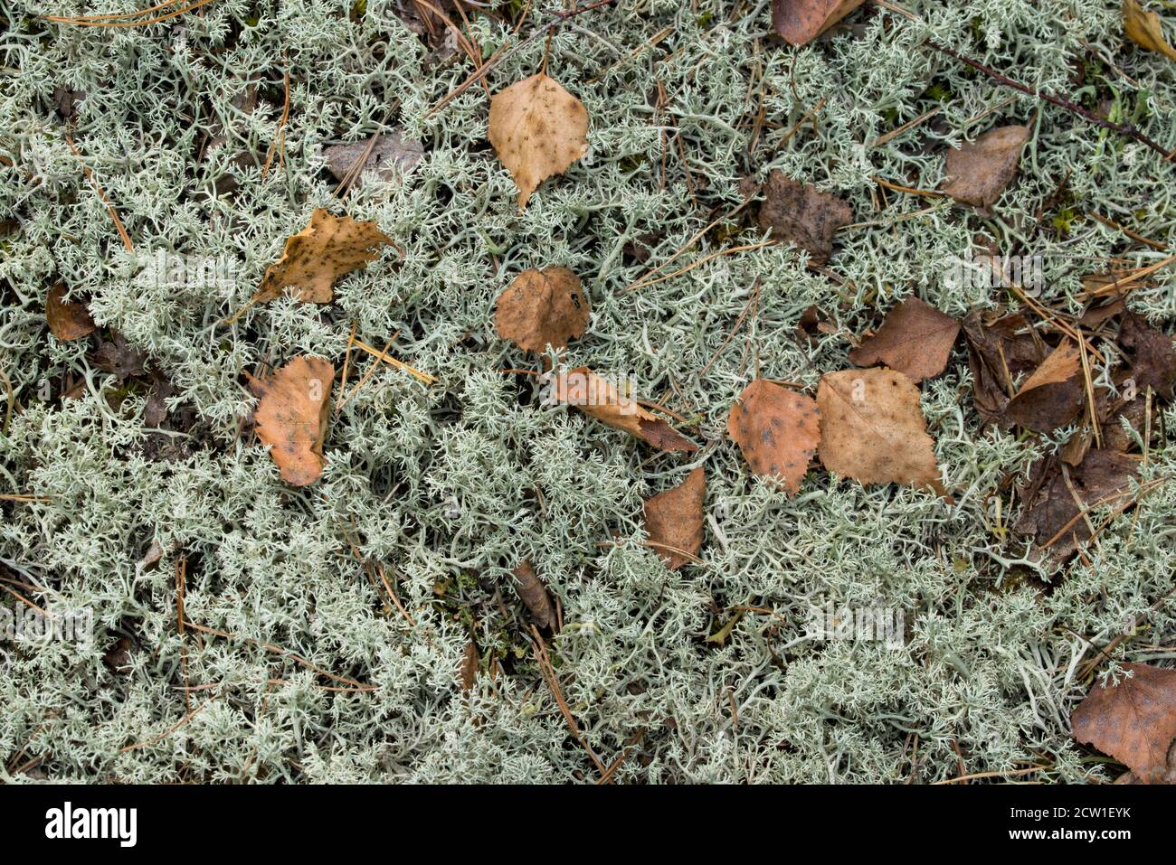 Gefallene Birkenblätter auf Flechten Cladonia arbuscula closeup Stockfoto