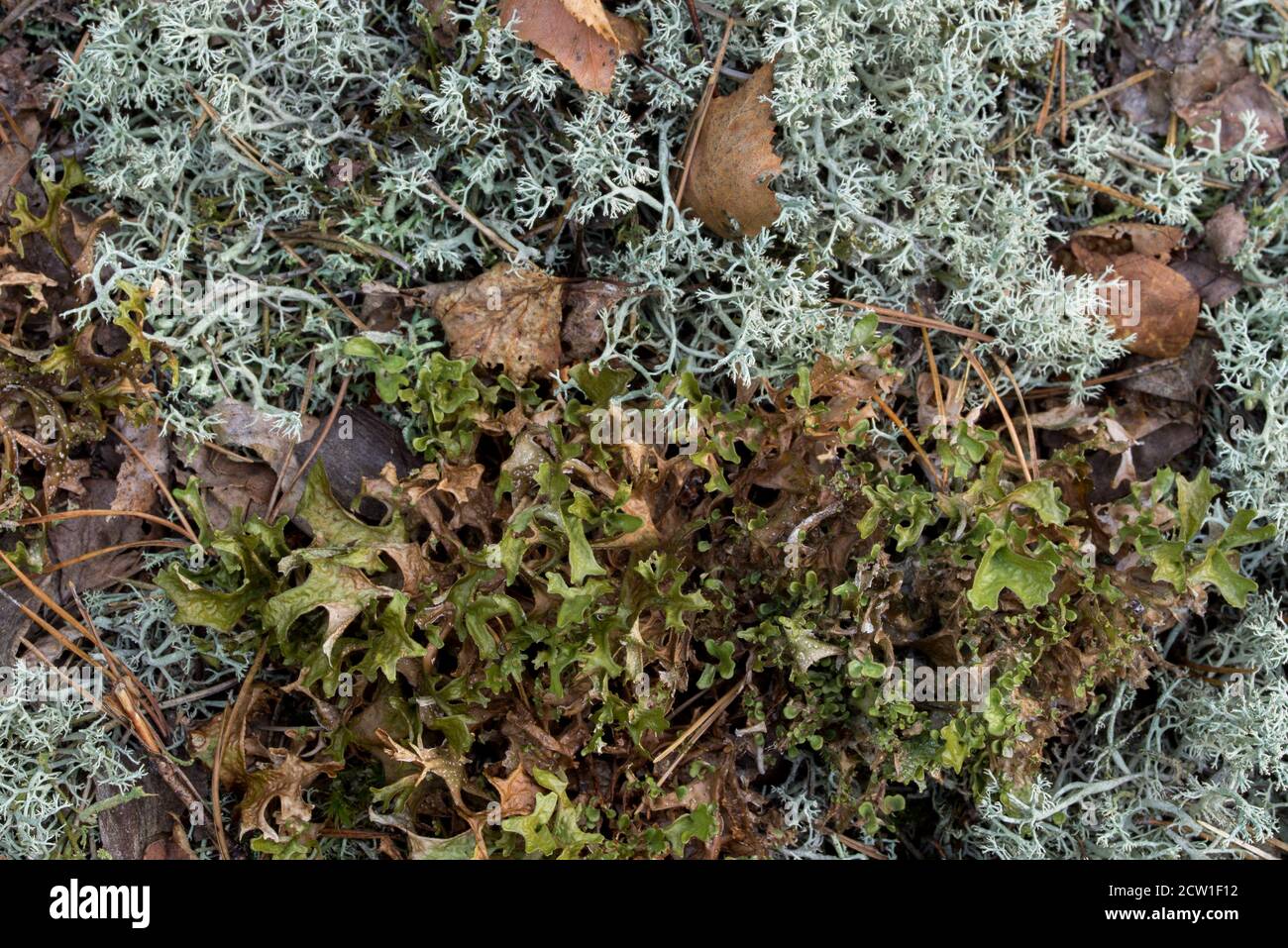 Gefallene Birkenblätter auf Flechten Cladonia arbuscula und Cetraria islandica Nahaufnahme Stockfoto
