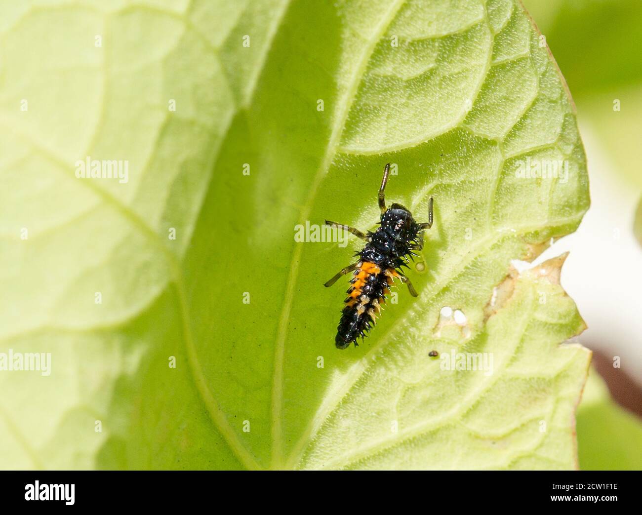 Marienkäfer - Marienkäfer Larven auf einem lebendigen grünen Geranienblatt. Stockfoto