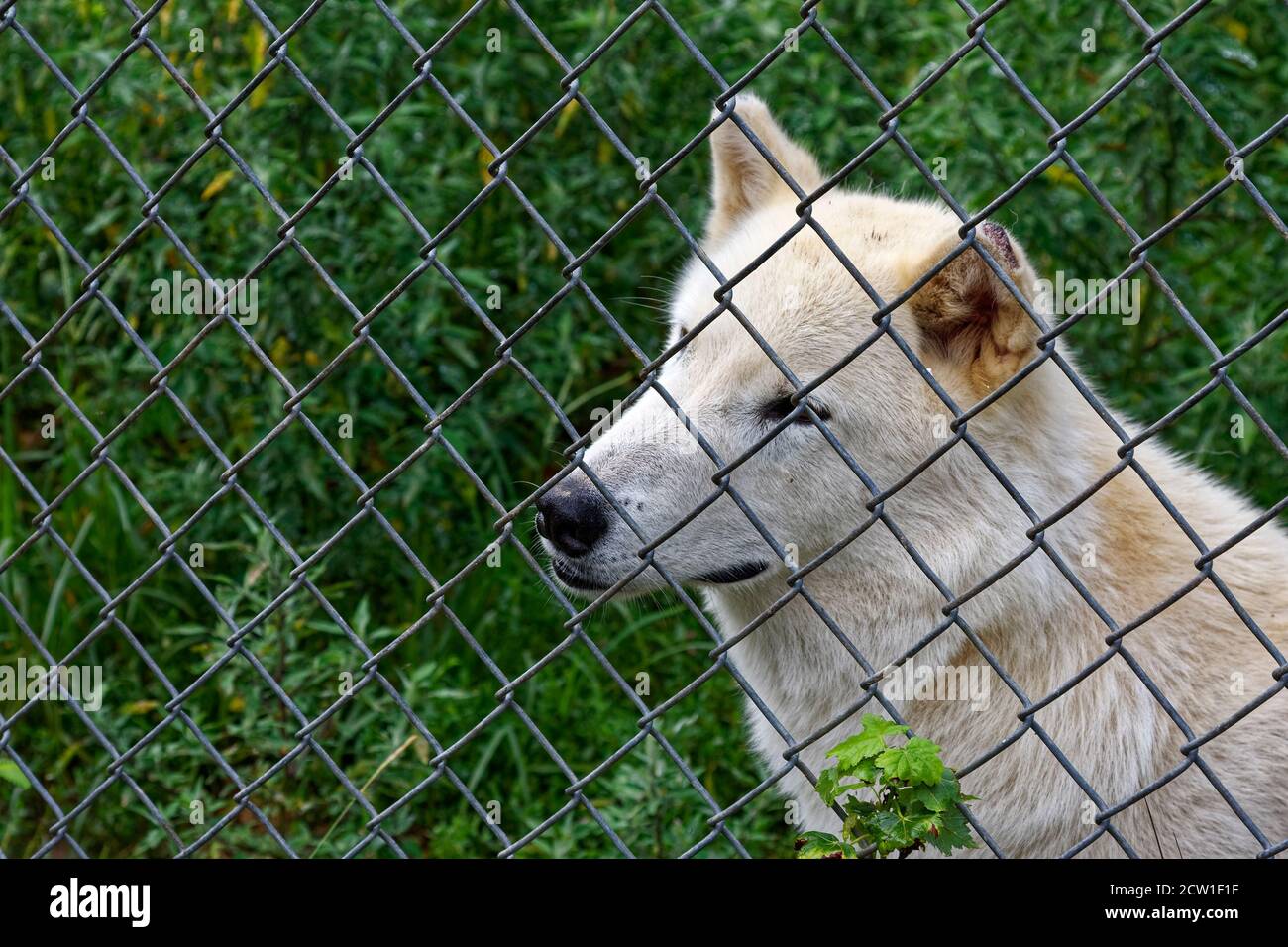 Heller Wolf, weiß, beige, Nahaufnahme, Tierwelt, gerettete Tier, Zyklonzaun, human, Wolf Sanctuary of Pennsylvania, Lancaster County, USA, E Stockfoto