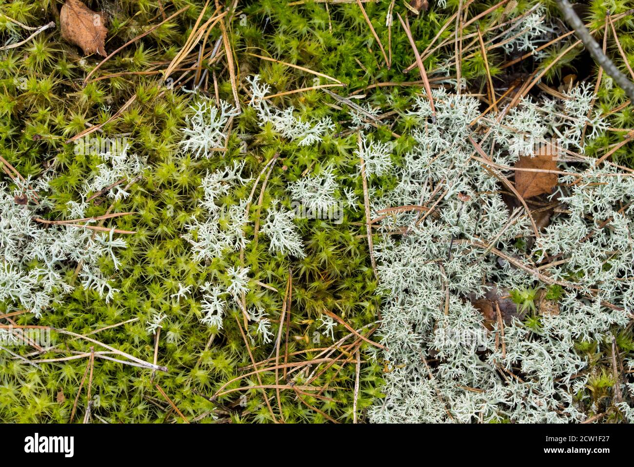Gefallene Birkenblätter auf Flechten Cladonia arbuscula und Moos aus der Nähe Stockfoto