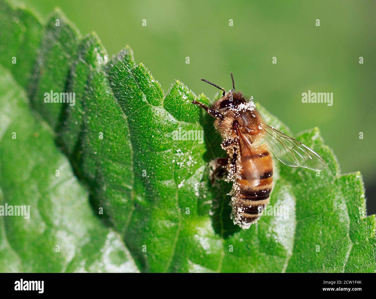 Honigbiene ruht auf einem Sonnenblumenblatt ruht nach dem Sammeln von Pollen. Die Biene ist mit vielen kleinen Partikeln pf Pollen bedeckt Stockfoto