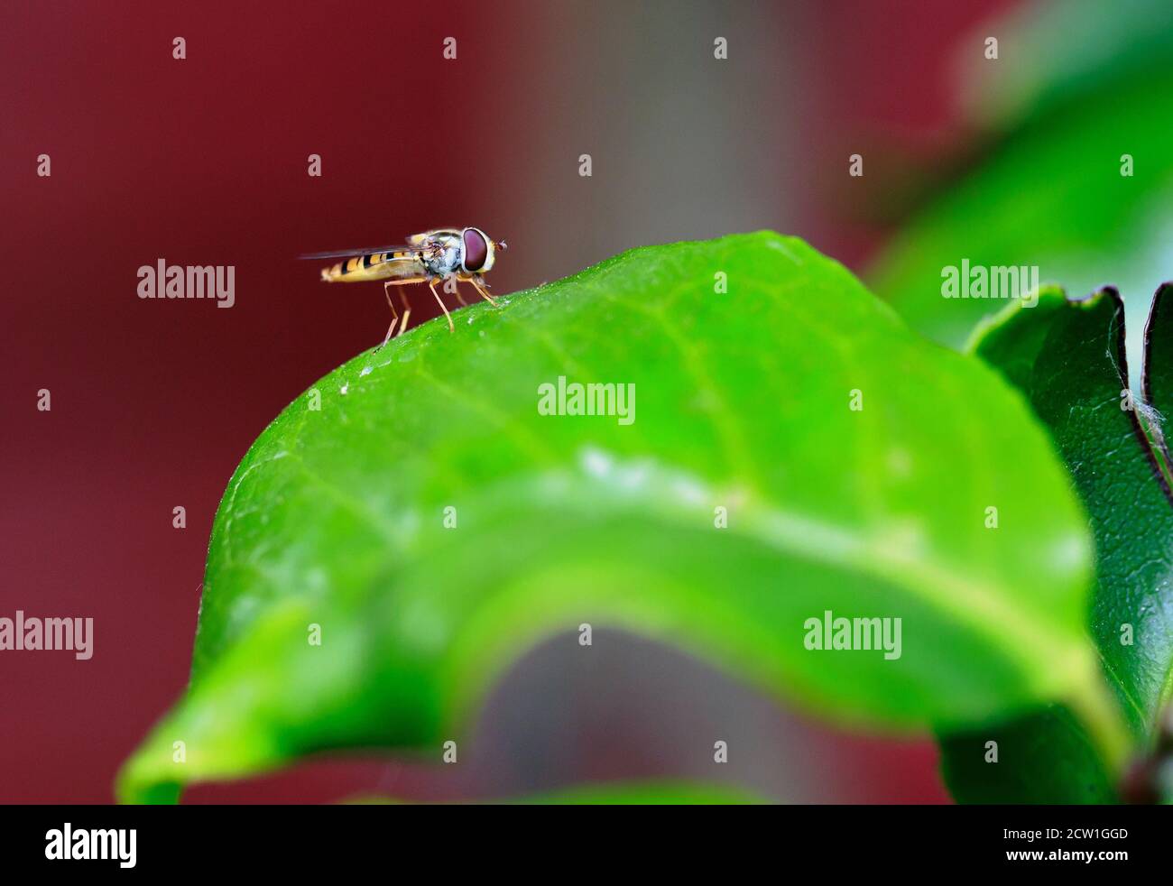 Hoverfly stehen auf einem lebendigen grünen Blatt mit einem natürlichen Bokeh-Hintergrund Stockfoto