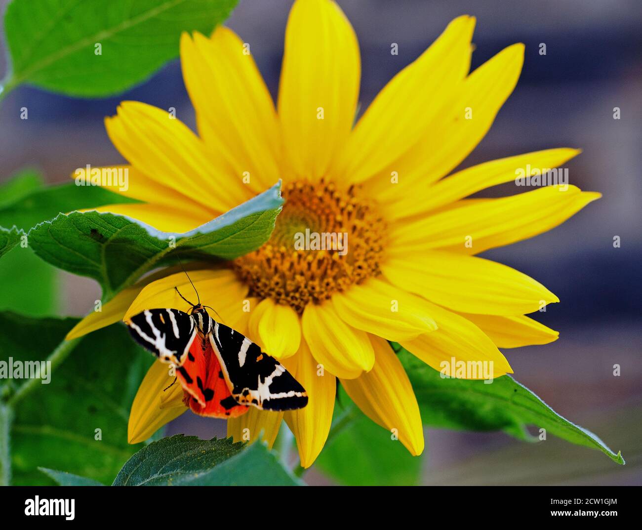 Jersey Tiger Moth (Euplagia quadripunctaria) mit ausgestreckten Flügeln, die hell gefärbten unteren Flügeln zeigen, während sie auf einer leuchtend gelben Sonnenblume ruhen - fo Stockfoto