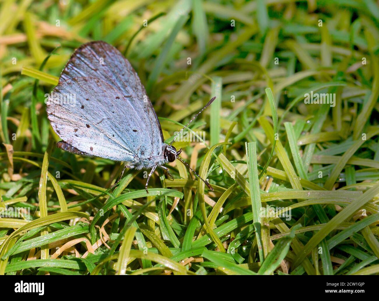 Ein kleiner Holly Blue Butterfly (Celastrina argiolus), der auf Gras in der Sonne ruht. Dies ist ein normales Verhalten und es versucht, sich aufzuwärmen. Stockfoto