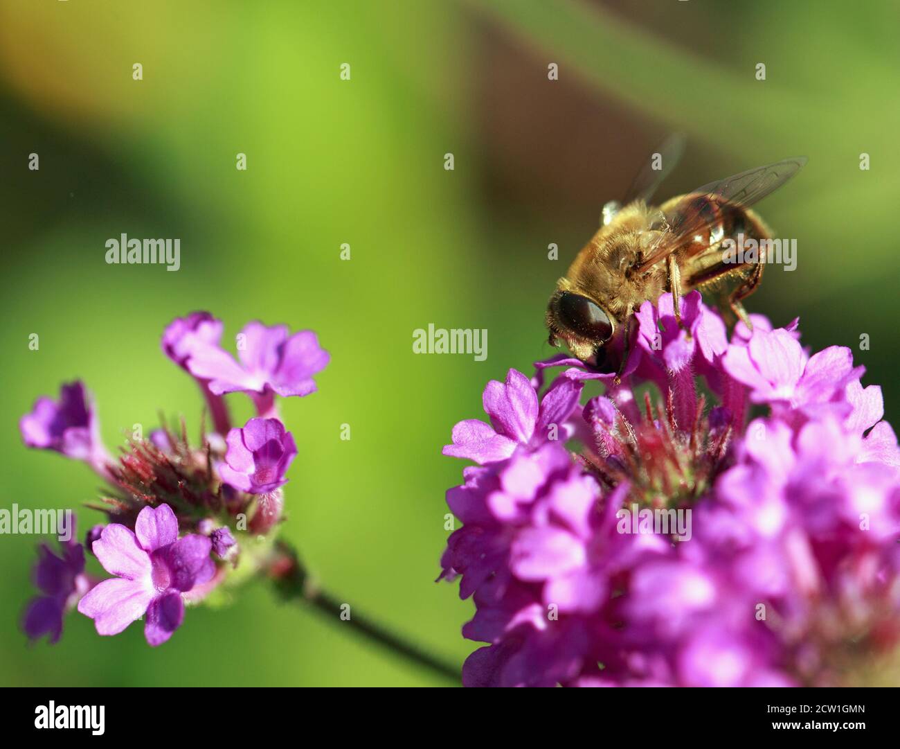 Hoey Biene sammelt Pollen von der Spitze eines Purpur Verbena Blume in voller Blüte Stockfoto