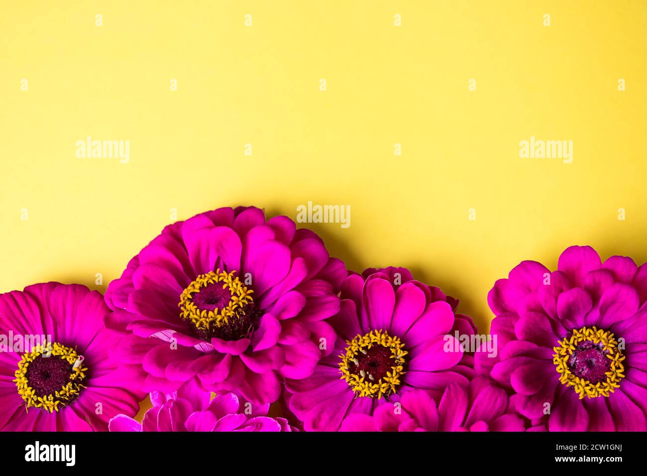 Rand der Sommerblumen lila Zinnien. Platz für Text, flach liegend Stockfoto