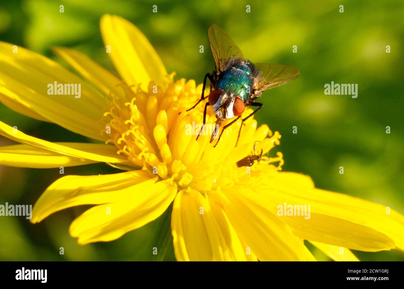 Gewöhnliche blaue Flasche Fliegen Sie mit leuchtend orangefarbenen Augen, ruht auf einer leuchtend gelben Gänseblümchen-Art Blume, mit einem unscharf Hintergrund Stockfoto
