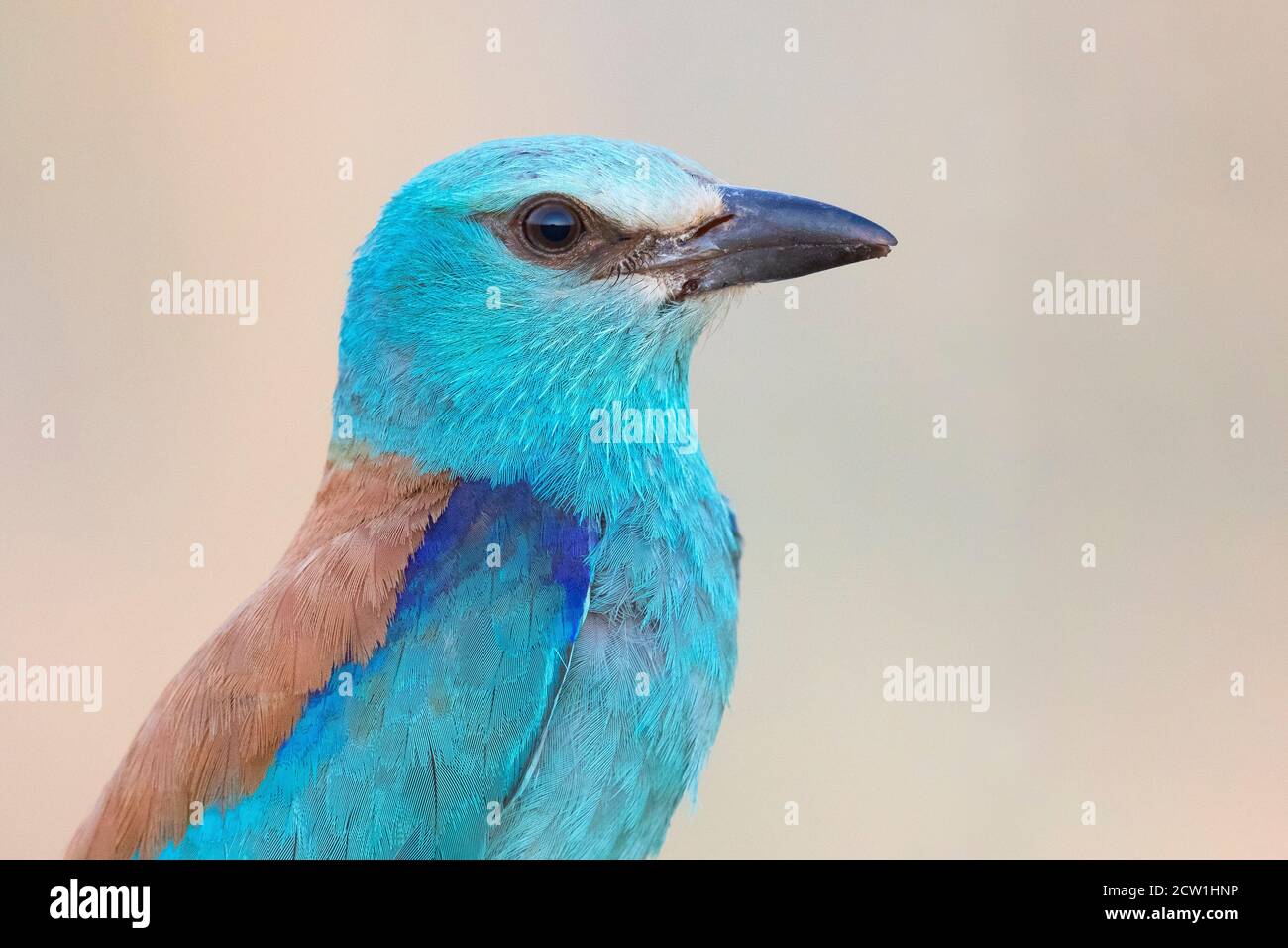 European Roller (Coracias garrulus), Erwachsene weibliche Nahaufnahme, Kampanien, Italien Stockfoto