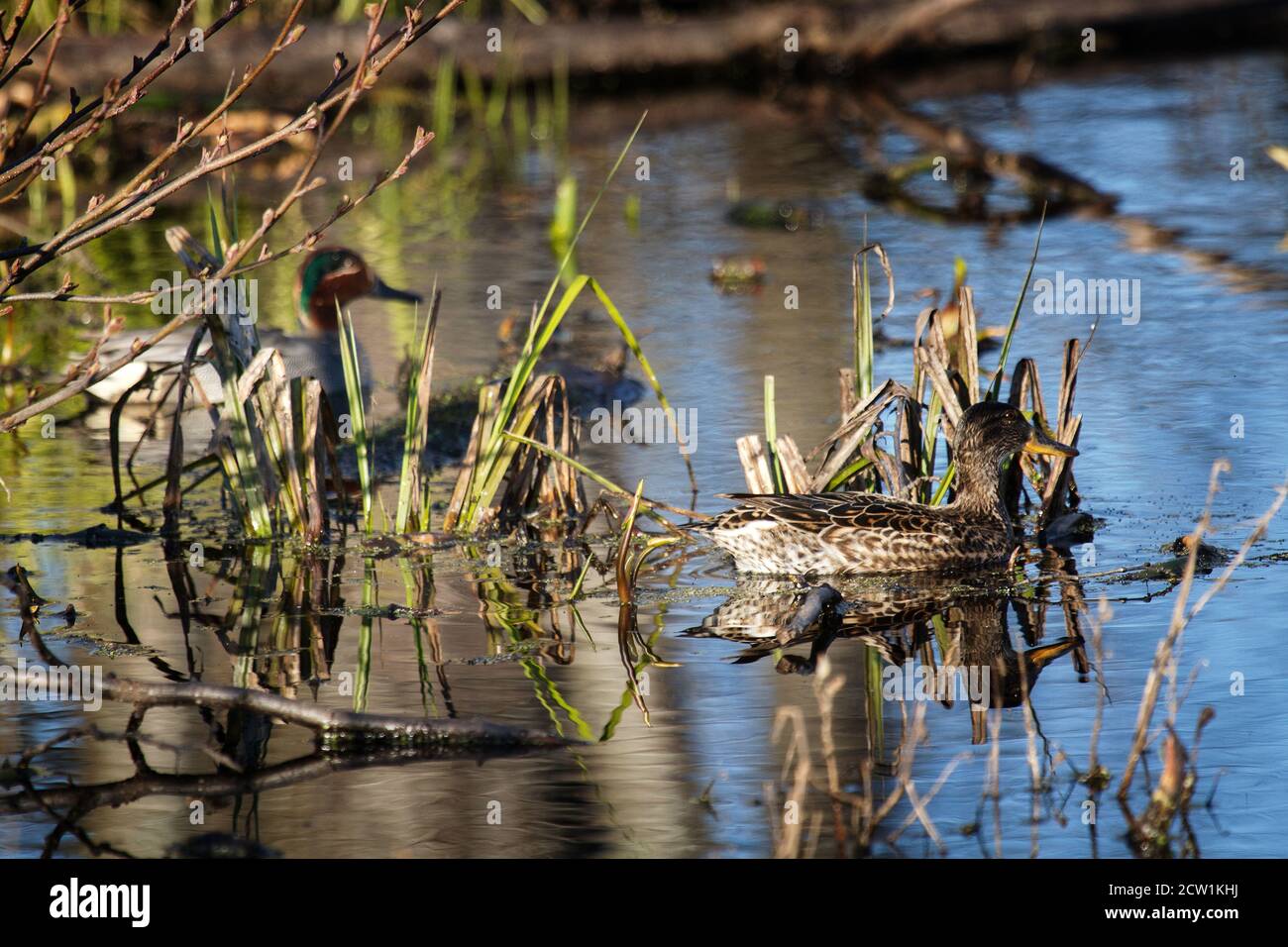 Ein paar der europäischen Seeteule (Anas crecca) Weibchen im Vordergrund in der Sumpfvegetation am Seeufer. Frühling, Enten im Brutgefieder, nistende Perio Stockfoto