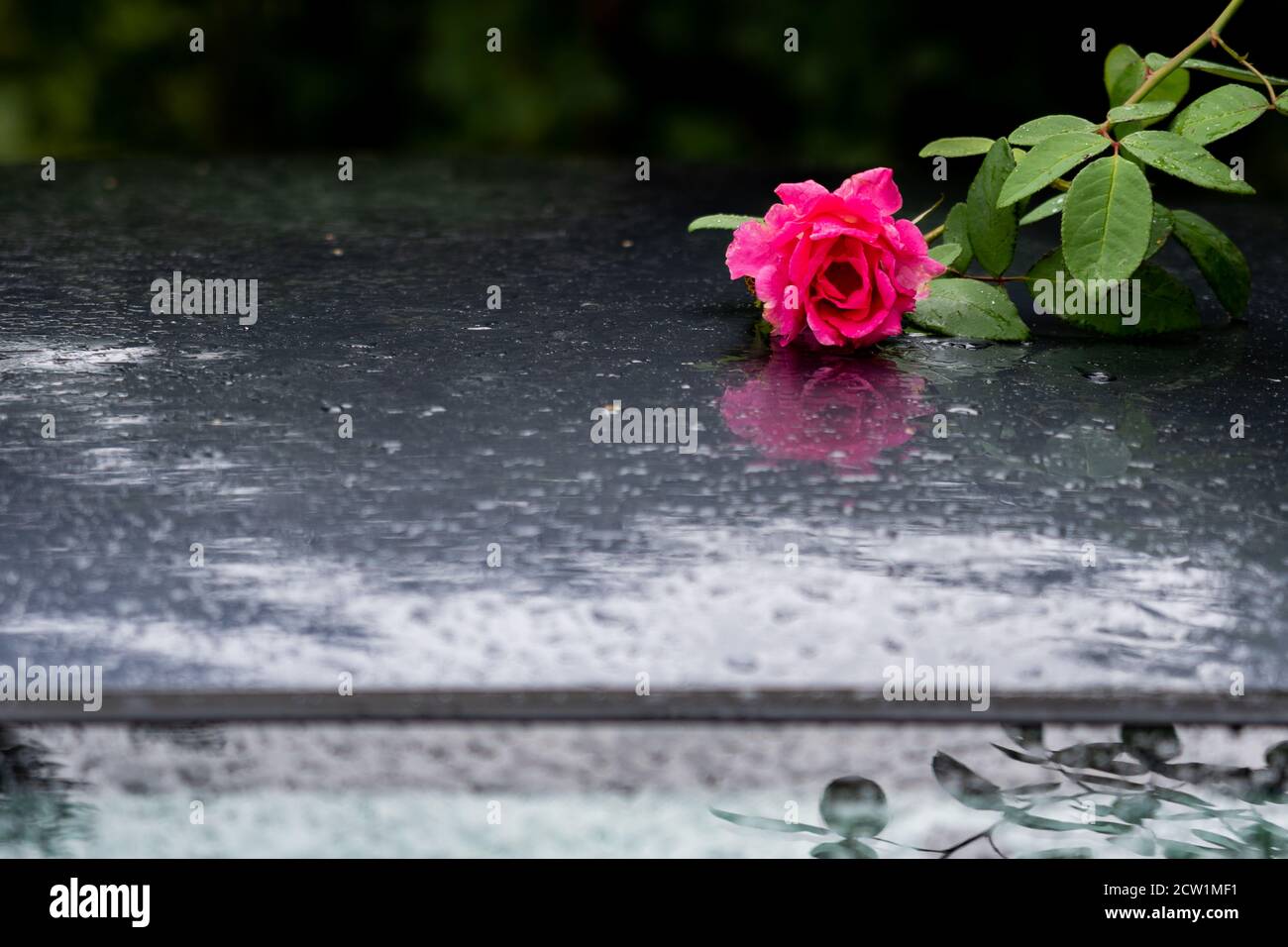 Rosa Rose auf nassem Auto. Reflexionen und Wassertropfen auf dem Dach des grauen Autos am regnerischen septembertag. Stockfoto