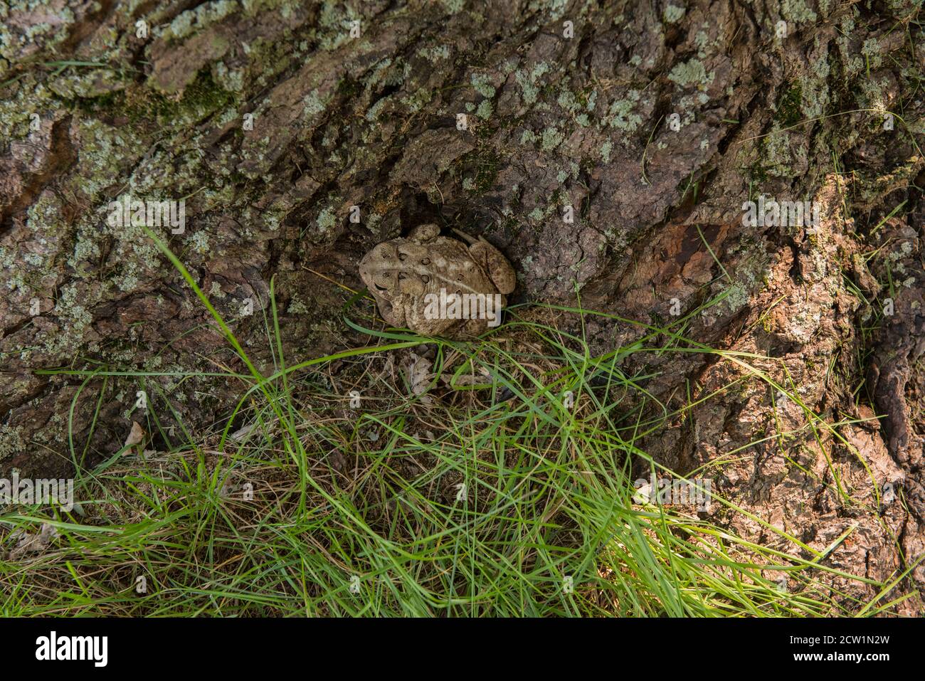 American Kröte versteckt sich an der Basis eines Ahornbaums Stockfoto