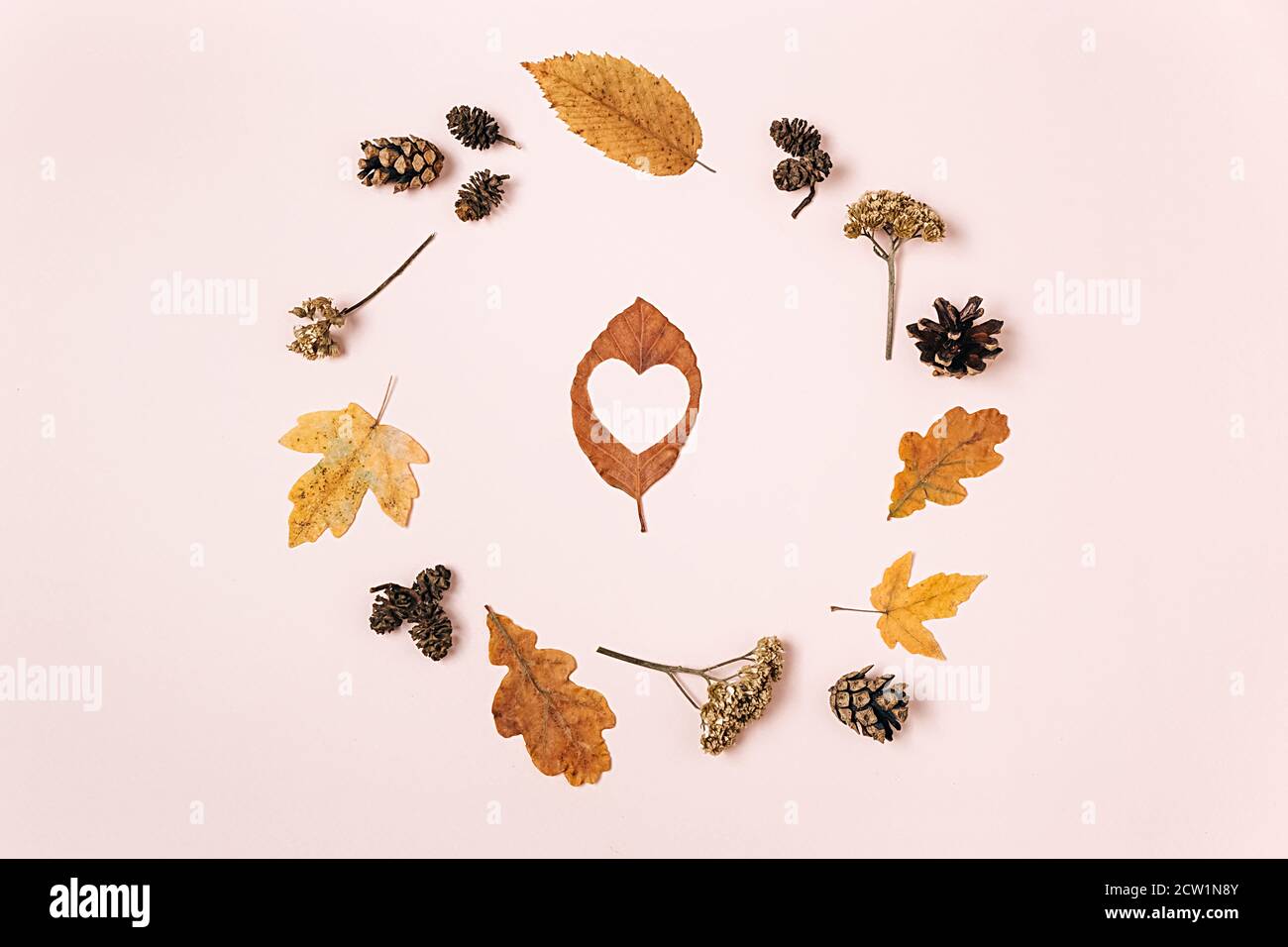 Herbstkomposition. Kranz aus getrockneten Blättern, Blumen, Tannenzapfen und Herzblatt auf rosa Studiohintergrund. Herbst, Herbst, Danktag Stockfoto