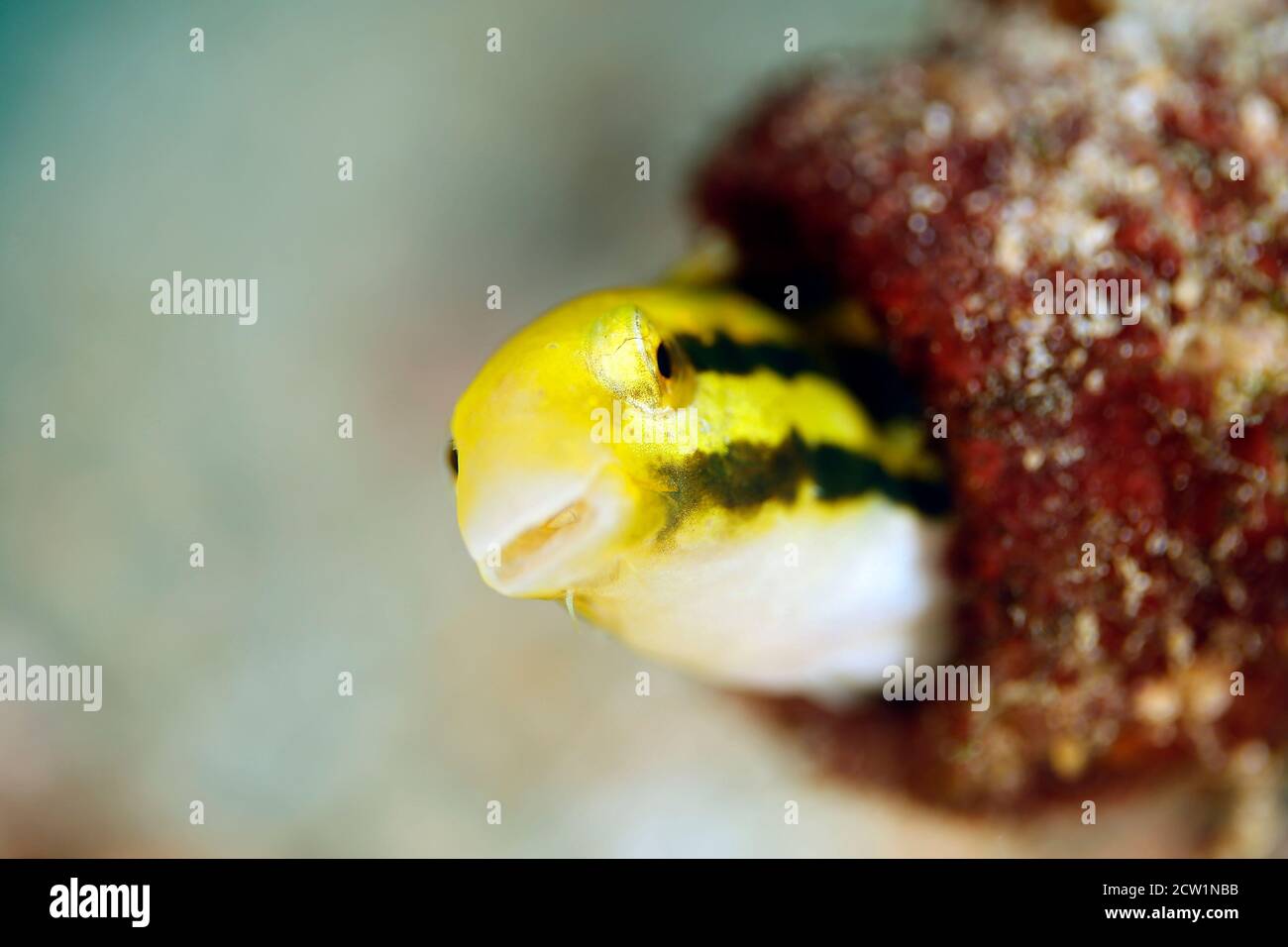 Gestreifter Poison-fang-Blenny-Mimik (Petroscirtes breviceps, auch bekannt als Shorthead Sabretooth blenny, Shorthead Fangblenn), der aus seinem Nest schaut. Triton Bay Stockfoto