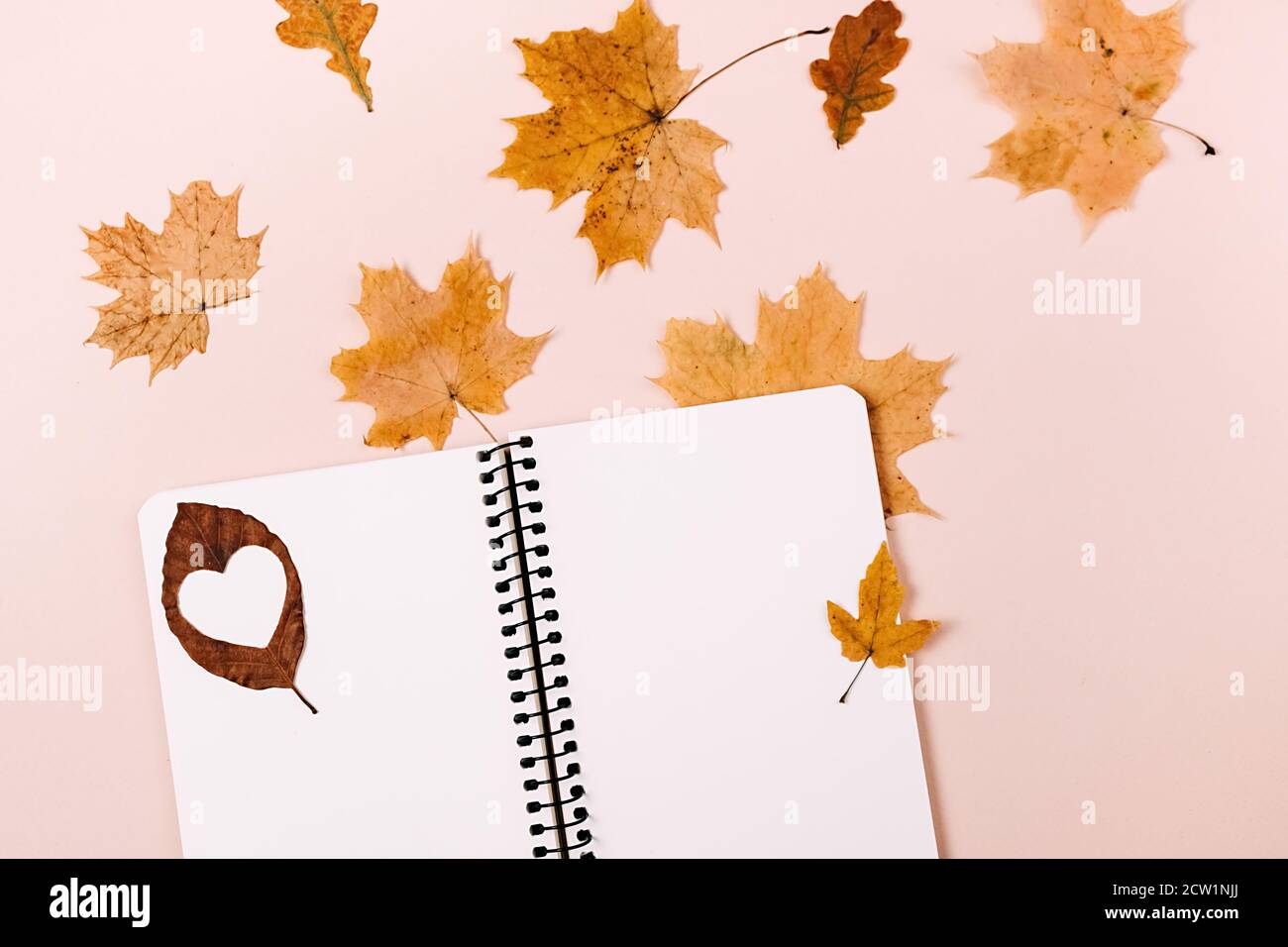 Herbst und Winter Zusammensetzung. Notizbuch und trockene Herbstblätter Ahorn auf pastellrosa Hintergrund. Thanksgiving, Herbst, halloween Konzept. Flach legen, oben vi Stockfoto