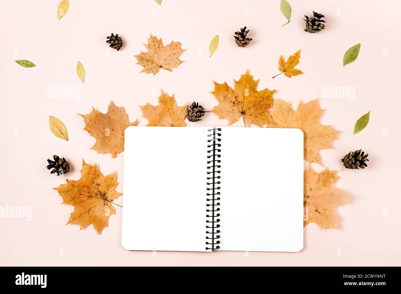 Flache Lay-Komposition mit trockenen Ahornblättern, Notizbuch und Tannenzapfen auf rosa Hintergrund. Kreativer Herbst, Danksagung, Herbst, halloween-Konzept. Stockfoto