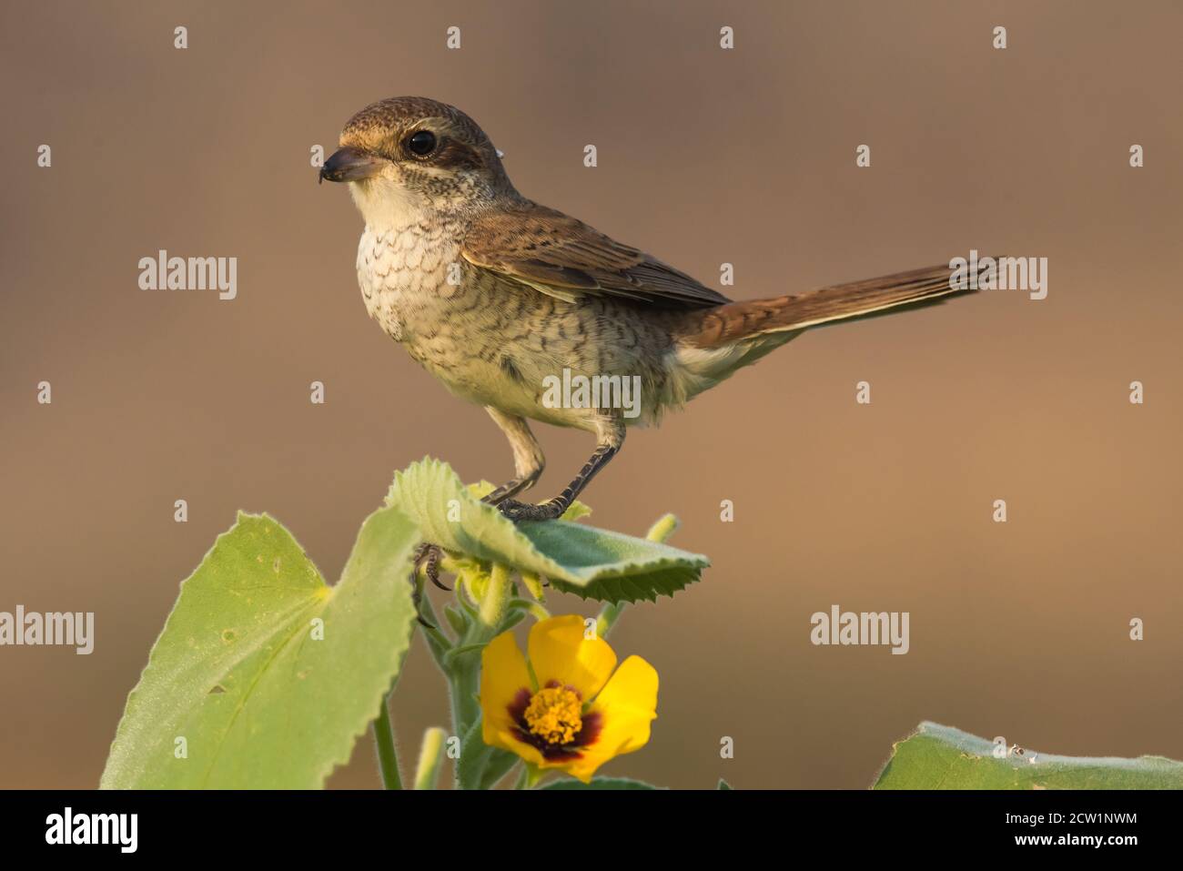 Arabische Würger Nahaufnahmen aus Saudi-Arabien (Rotrückenwürger) Stockfoto