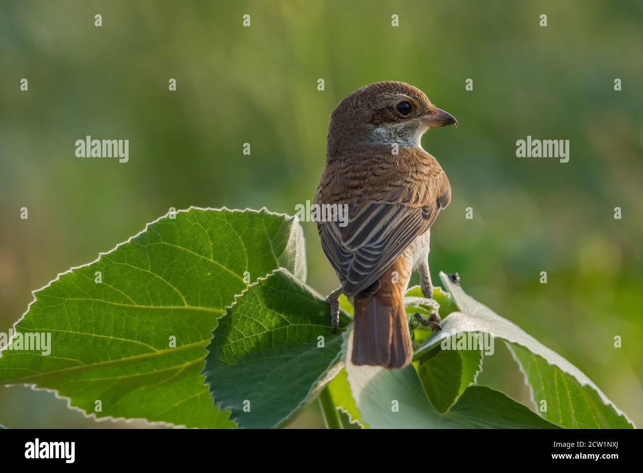 Arabische Würger Nahaufnahmen aus Saudi-Arabien (Rotrückenwürger) Stockfoto