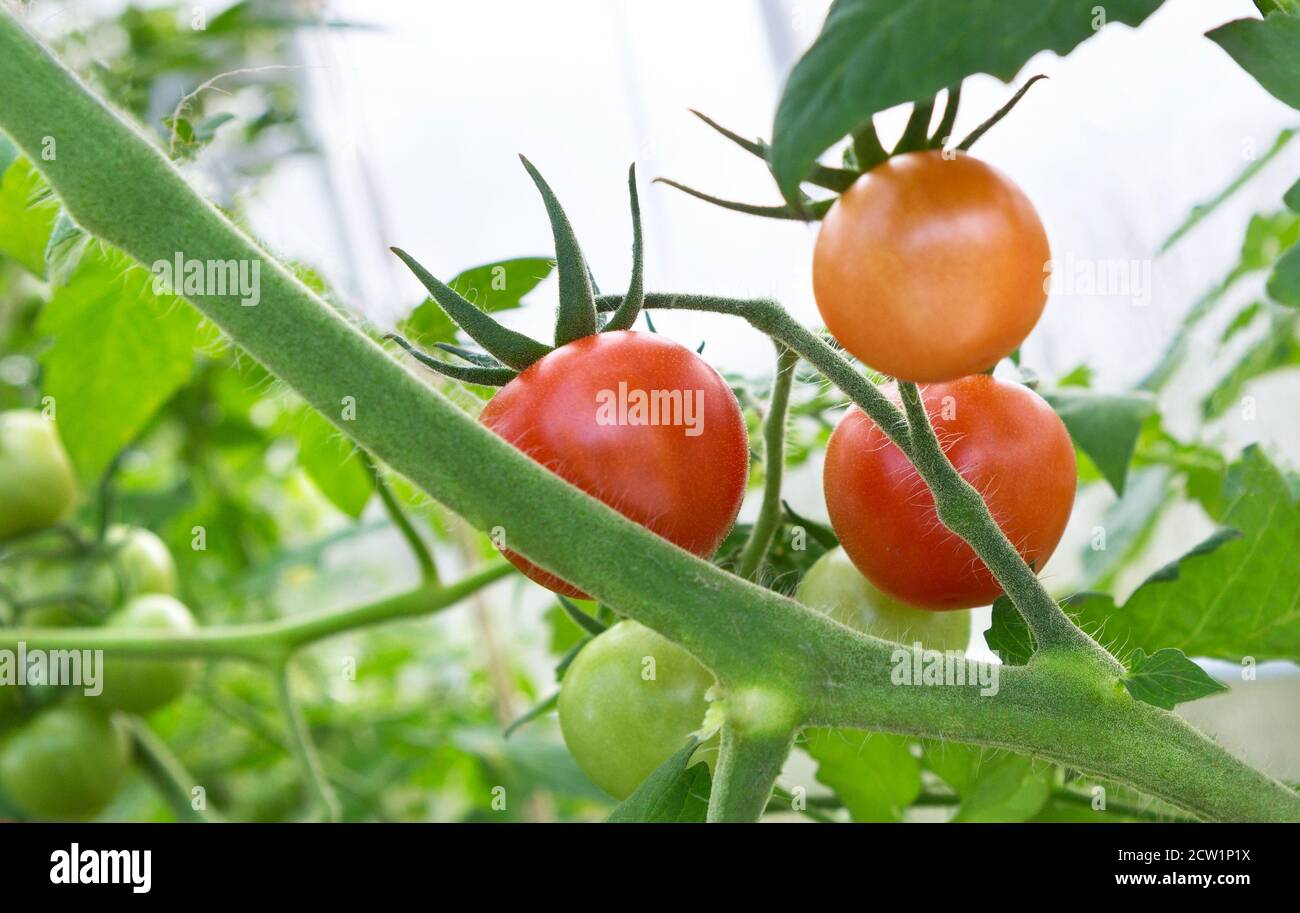 Tomaten wachsen in einem Gewächshaus. Frische Tomaten Pflanzen. Reife Bio-Tomaten im Garten. Stockfoto