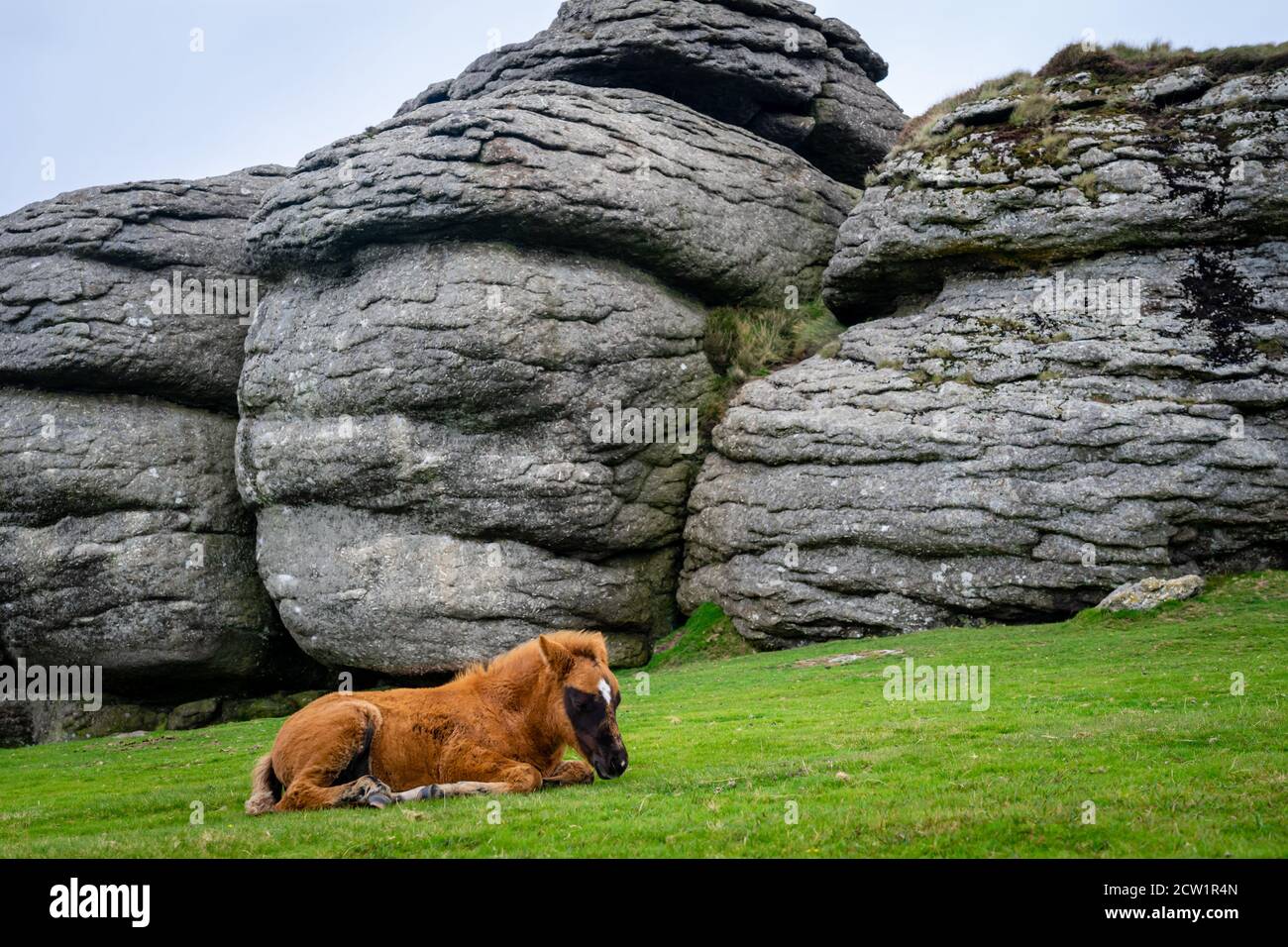 Dartmoor Pony Fohlen ruht bei einem Granittor Stockfoto