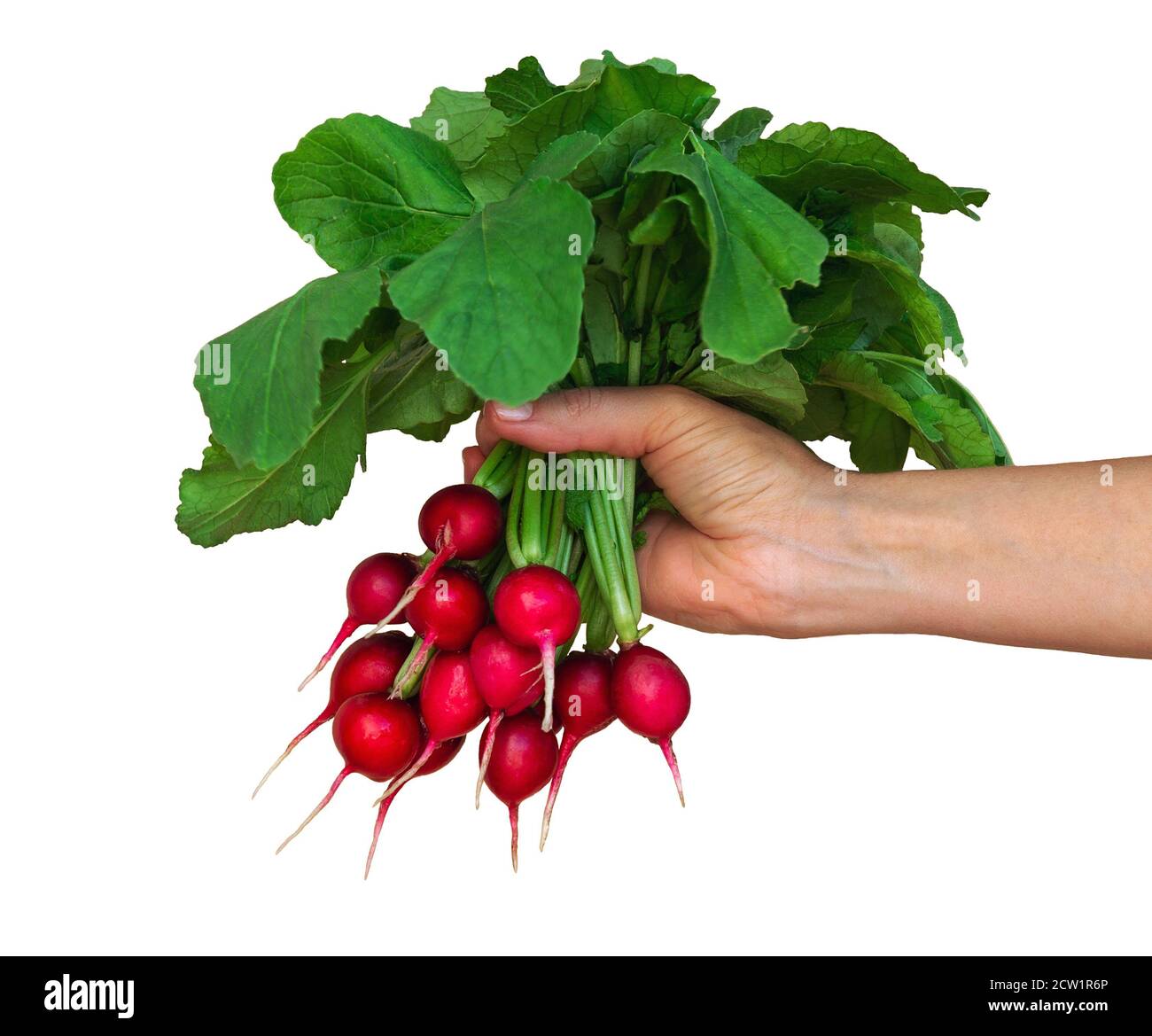 Frau Hand hält ein Bündel Rettich isoliert auf weißem Hintergrund.. Stockfoto