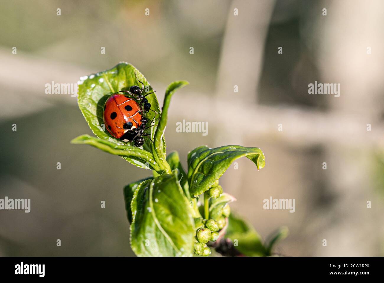 marienkäfer kämpft mit Ameisen auf grünen Blättern Stockfoto