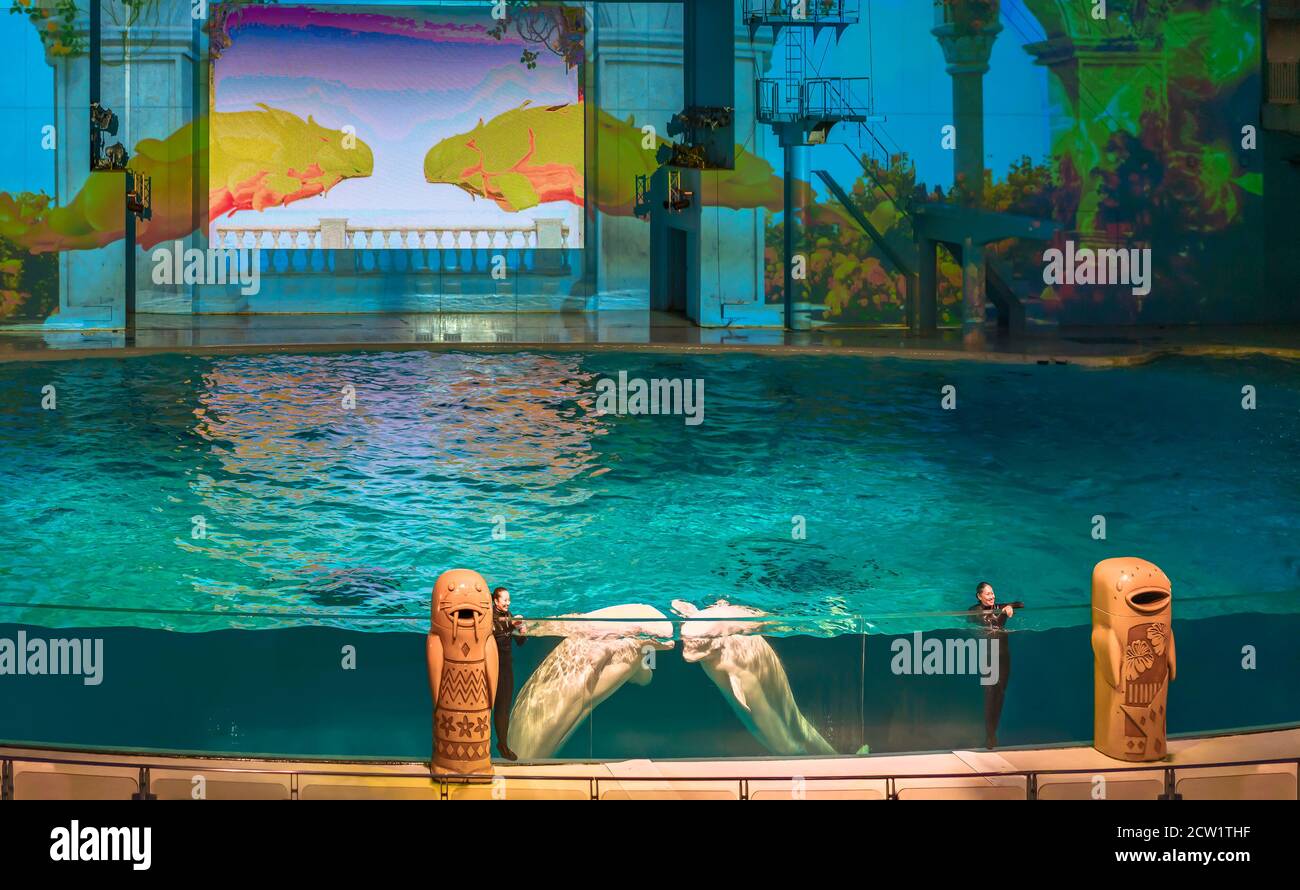 yokohama, japan - juli 19 2020: Meeressäuger-Show des weißen Beluga-Wals im Aqua Museum des Vergnügungsparks von Yokohama Hakkeijima Sea Paradise Stockfoto