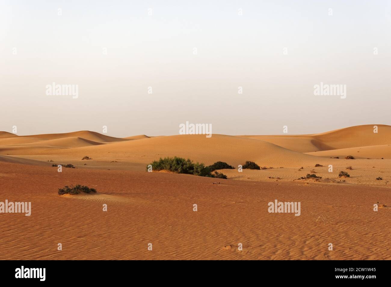 Weite Wüstenlandschaft mit Sanddünen im Abendlicht, Sandrippen machen eine sichtbare Struktur, dazwischen ein paar grüne Sträucher, große Tiefenwirkung - Lo Stockfoto