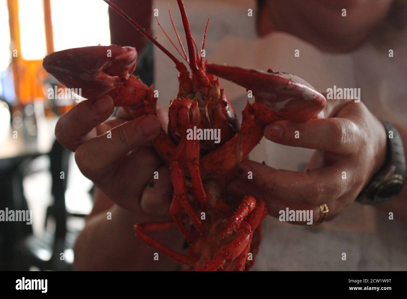 Frau hält gekochten ganzen Hummer. Stockfoto