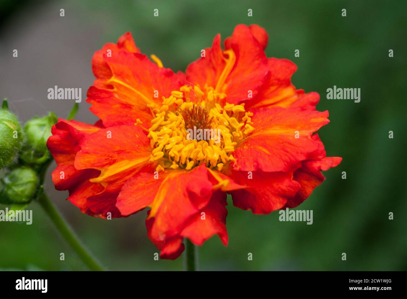 Geum coccineum, gewöhnlicher Name Zwergorangenlaven Stockfoto